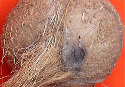 Information what is the goddess laxmi devi favorite Objects